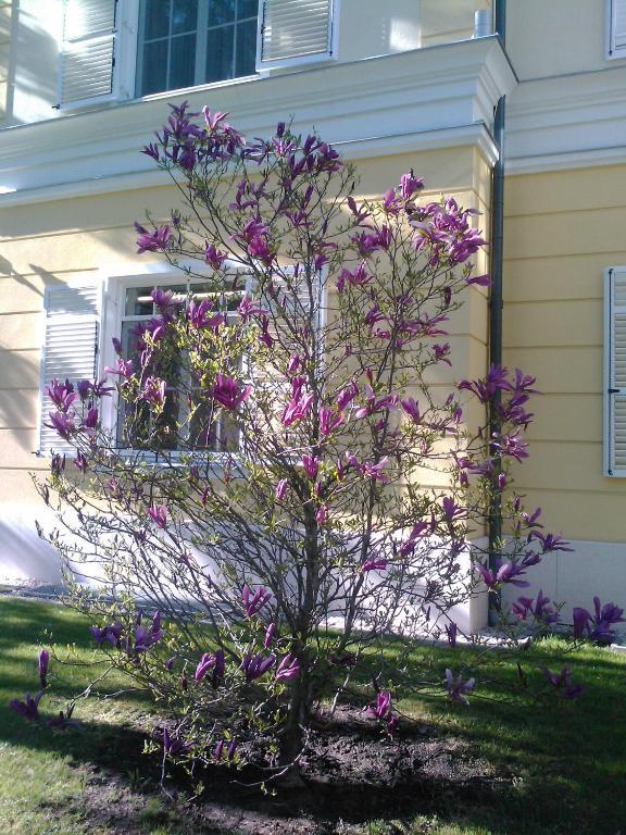 Chateau Visz Екстериор снимка